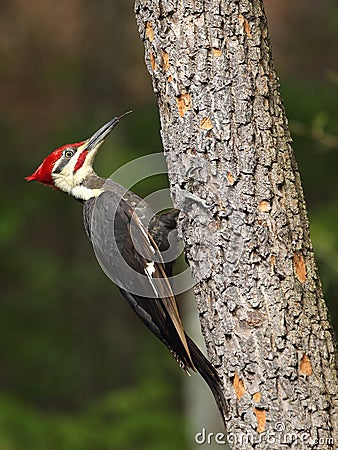 Male Pileated Woodpecker with protruding tongue Stock Photo