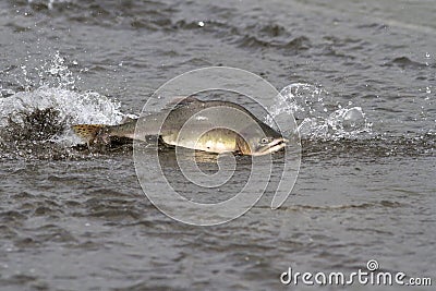 male pink salmon floating on the shallow mouth of the river before entering the spawning river Stock Photo