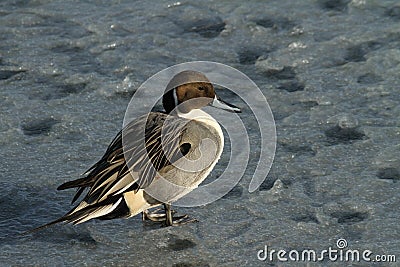 A Male Pintail Anas acuta standing on a frozen lake. Stock Photo