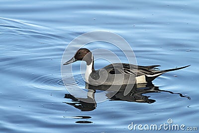 A Male Pintail Anas acuta swimming in the sea. Stock Photo