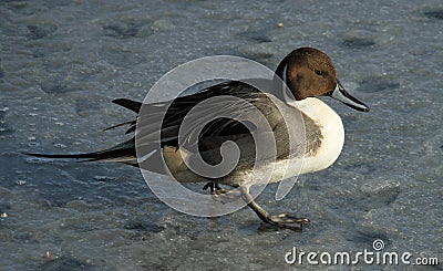 A Male Pintail Anas acuta walking a frozen lake. Stock Photo