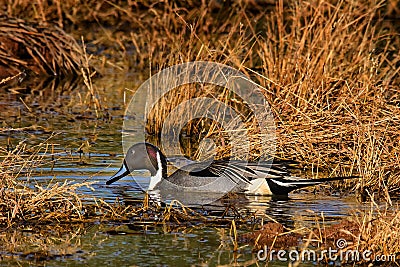 Male Pintail in Marsh in Fall Stock Photo