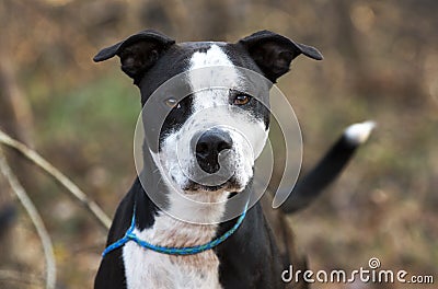 Neutered male black and white Pit Bull Terrier mixed breed dog Stock Photo