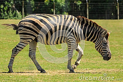 A male plains zebra in a grassy enclosure Stock Photo