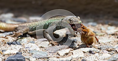 Male Platysaurus lizard eating a brown hairy insect. Stock Photo