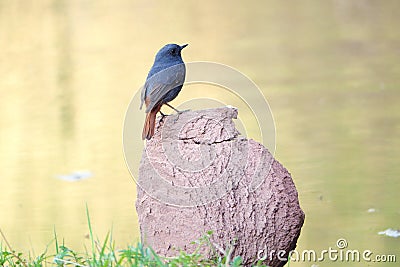 Plumbeous Water Redstart Stock Photo