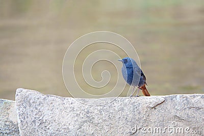 Plumbeous Water Redstart Stock Photo