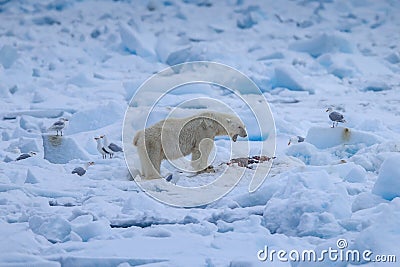 Polar Bear Ursus maritimus Spitsbergen North Ocean Editorial Stock Photo
