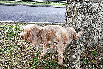 Male poodle dog pee on tree trunk to mark territory Stock Photo