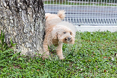 Male poodle dog urinate pee onto tree trunk to mark territory Stock Photo