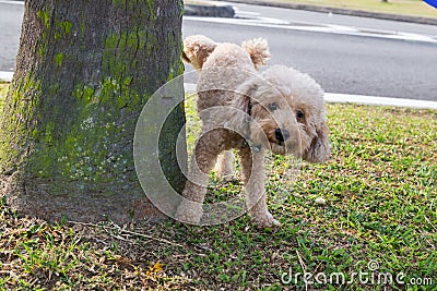 Male poodle urinating pee on tree trunk to mark territory Stock Photo