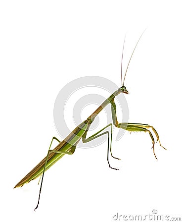 Male Praying Mantis Stock Photo