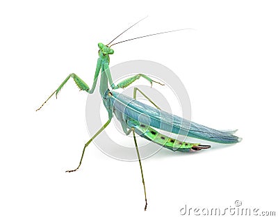 Male praying mantis - Macromantis ovalifolia Stock Photo