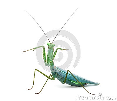 Male praying mantis - Macromantis ovalifolia Stock Photo