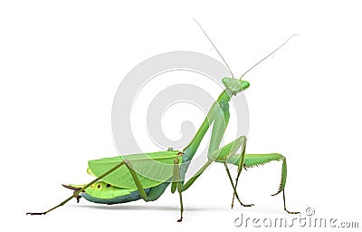 Male praying mantis - Macromantis ovalifolia Stock Photo