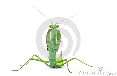 Male praying mantis - Macromantis ovalifolia Stock Photo