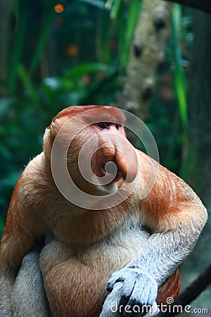 A Male Proboscis Monkey (Bekantan) Stock Photo