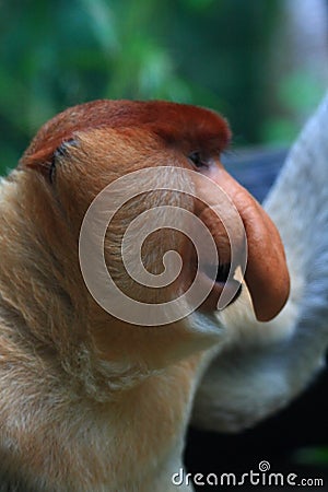 A Male Proboscis Monkey (Bekantan) Stock Photo