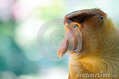 Male proboscis monkey Stock Photo