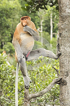 Male Proboscis monkey in a tree. Stock Photo