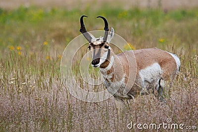 Male Pronghorn Stock Photo