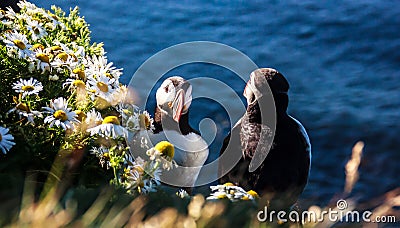 Male Puffin standing next to flower bushes in front of female puffin, as if he buys flowers for her. Idea for wedding proposal Stock Photo