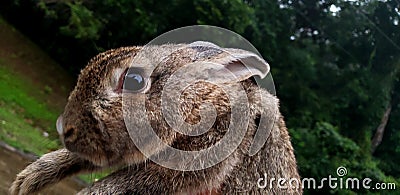 Male rabbit. Stock Photo