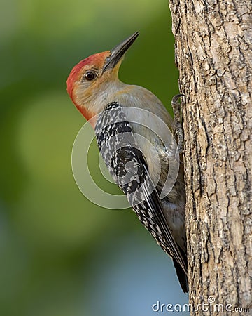 Male Red-bellied Woodpecker Melanerpes carolinus Stock Photo