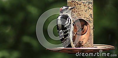 Male Red-cockaded Woodpecker Stock Photo