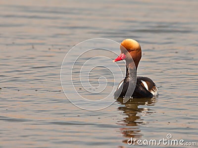 A male Red-crested Pochard Stock Photo