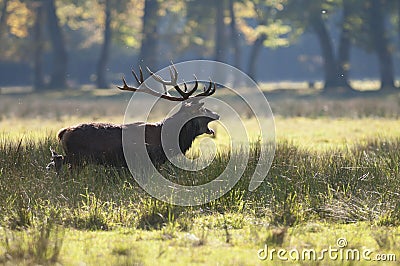 Male red deer Stock Photo