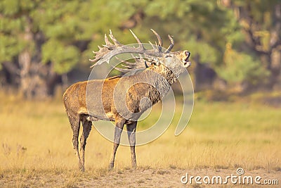 Male red deer belling in natural habitat on Veluwe Stock Photo