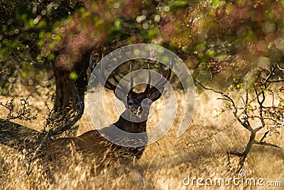 Male red deer Cervus elaphus with huge antlers during mating season in Denmark Stock Photo