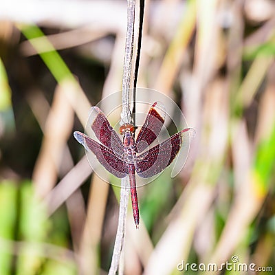 Male red dragonfly on plant , Neurothemis fluctuans Stock Photo