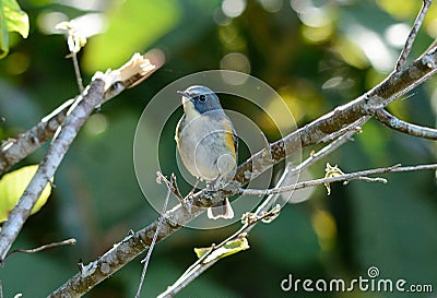 Male Red-flanked Bluetail (Tarsiger cyanurus) Stock Photo