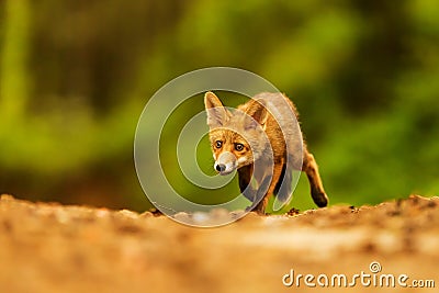 male red fox (Vulpes vulpes) running along the forest path Stock Photo
