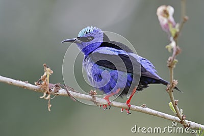 Male Red-legged Honeycreeper - Panama Stock Photo