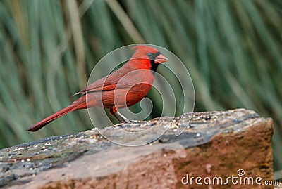 Male red Northern Cardinal bird, Athens, Georgia Stock Photo