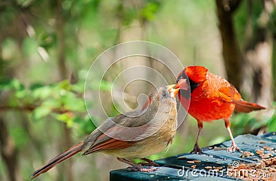 Rite of spring courting cardinal birds Stock Photo