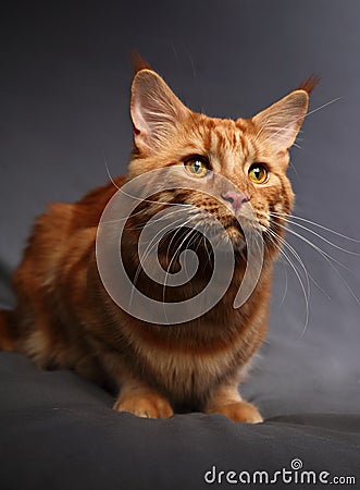 Male red solid maine coon cat with beautiful brushes on the ears Stock Photo