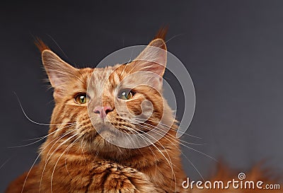 Male red solid maine coon cat with beautiful brushes on the ears Stock Photo
