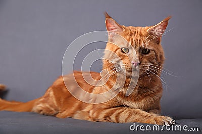 Male red solid maine coon cat lying with beautiful brushes on th Stock Photo