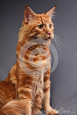 Male red solid maine coon cat sitting with beautiful brushes on Stock Photo