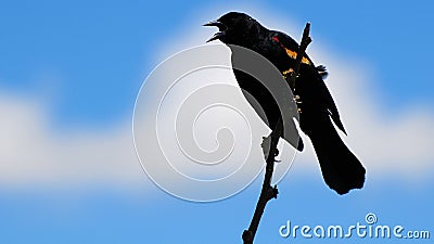 Male Red-winged Blackbird Stock Photo