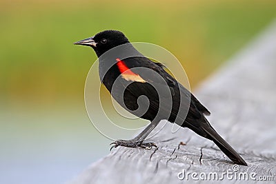 Male Red-winged Blackbird Stock Photo