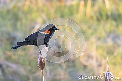 A male Red-winged blackbird Birds, a passerine bird of the family Icteridae found in most of North America and much of Central Stock Photo
