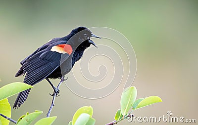 A male Red-Winged Blackbird sings on a tree branch Stock Photo