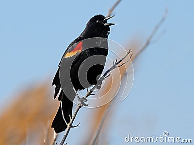 Male Red-winged Blackbird Standing in a Tree Stock Photo