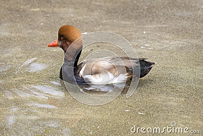 Male Redhead Duck Wading Stock Photo
