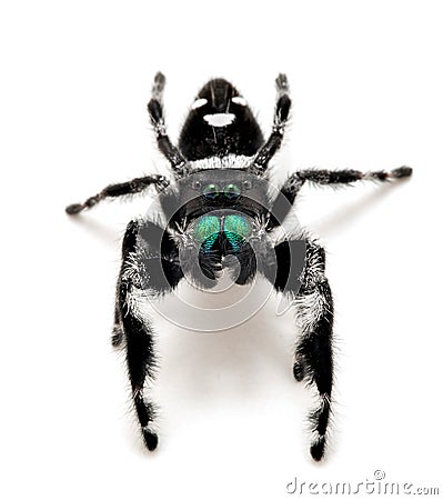 Vertical close-up of a male regal jumping spider, Phiddipus regius, isolated cECP 2018 Stock Photo